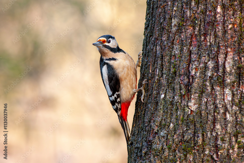 woodpecker looking curiously at tree trunk, Great Spotted Woodpecker, Dendrocopos major