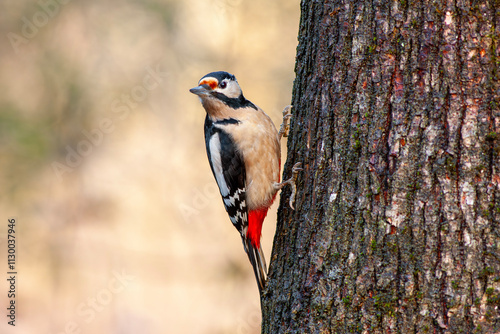 Obraz na płótnie woodpecker looking curiously at tree trunk, Great Spotted Woodpecker, Dendrocopos major w salonie