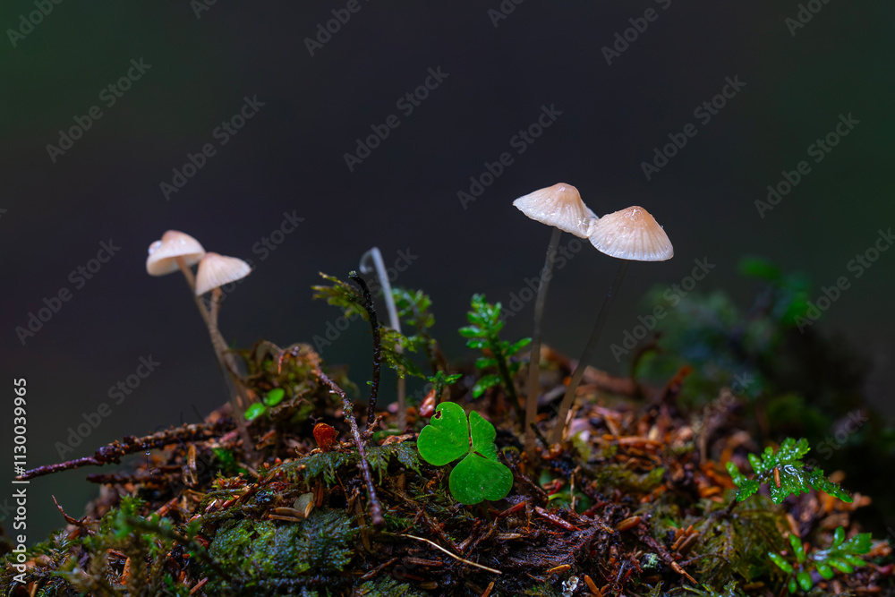 Mycena rubromarginata, known as the Red Edge Bonnet, wild mushroom from Turkey