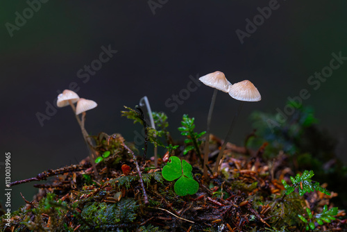 Obraz na płótnie Mycena rubromarginata, known as the Red Edge Bonnet, wild mushroom from Turkey w salonie