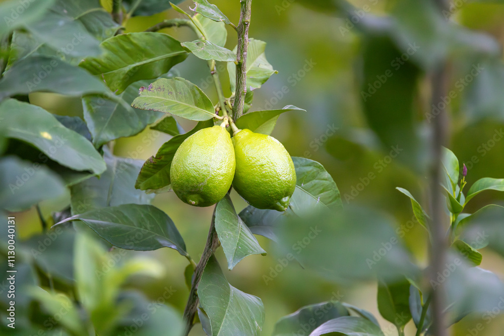 Close-up Lemon fruit hanging on tree in lemon farm