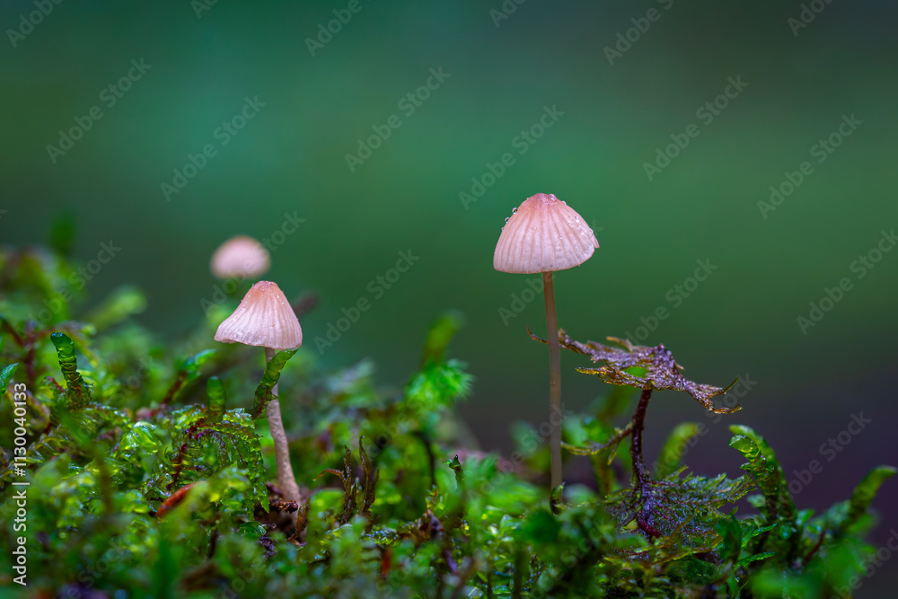 Mycena rubromarginata, known as the Red Edge Bonnet, wild mushroom from Turkey