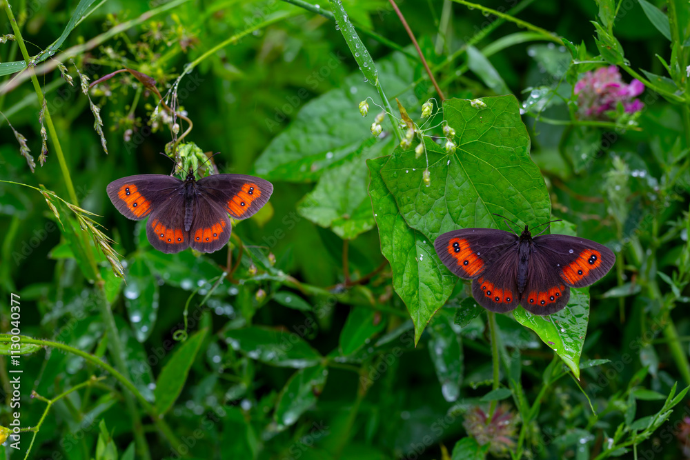 beautiful brunette Scottish ; erebia aethiops