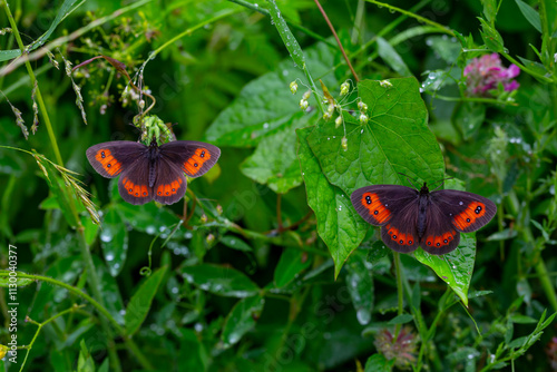 beautiful brunette Scottish ; erebia aethiops