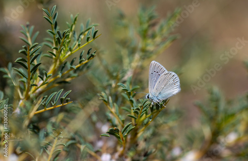 pale butterfly with light blue wings, Polyommatus isauricus