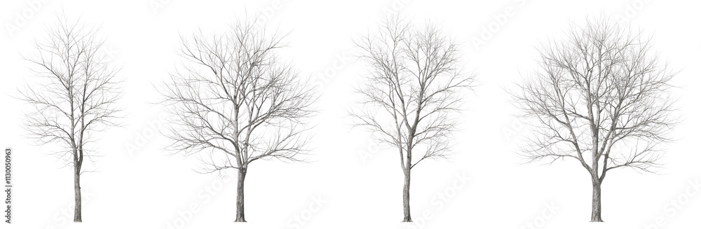 Fototapeta premium Wilderness naked trees leafless set transparent backgrounds 3d rendering png