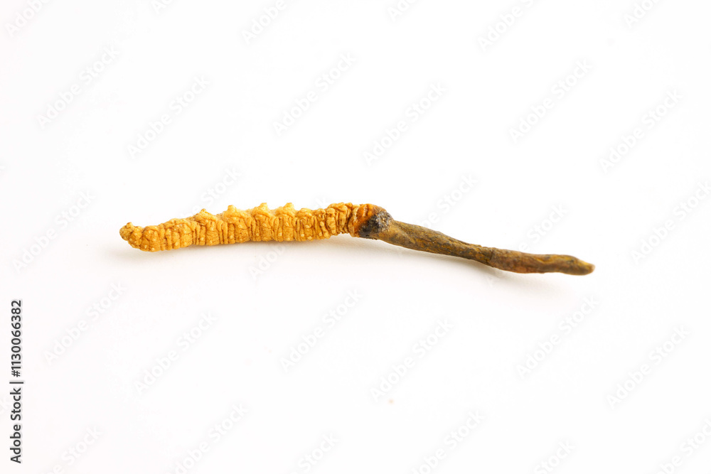 Naklejka premium Cordyceps sinensis or Ophiocordyceps sinensis isolated on white background, mushroom herb treatment medicine.