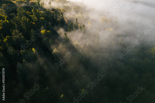 misty morning in the forest