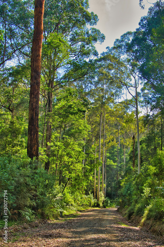 Dirt road through a forest with  tall mountain ash eucalyptus trees near Powelltown, Latrobe Valley, Victoria, Australia  photo