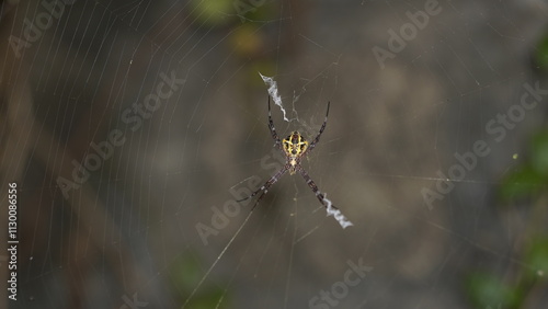spider on web