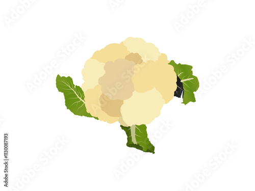 Elegant Cauliflower Design Perfect for Food and Organic Themes