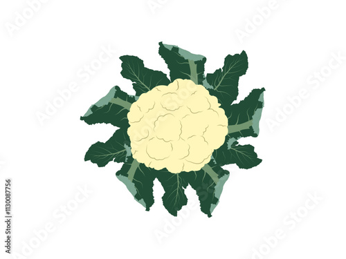 Elegant Cauliflower Design Perfect for Food and Organic Themes