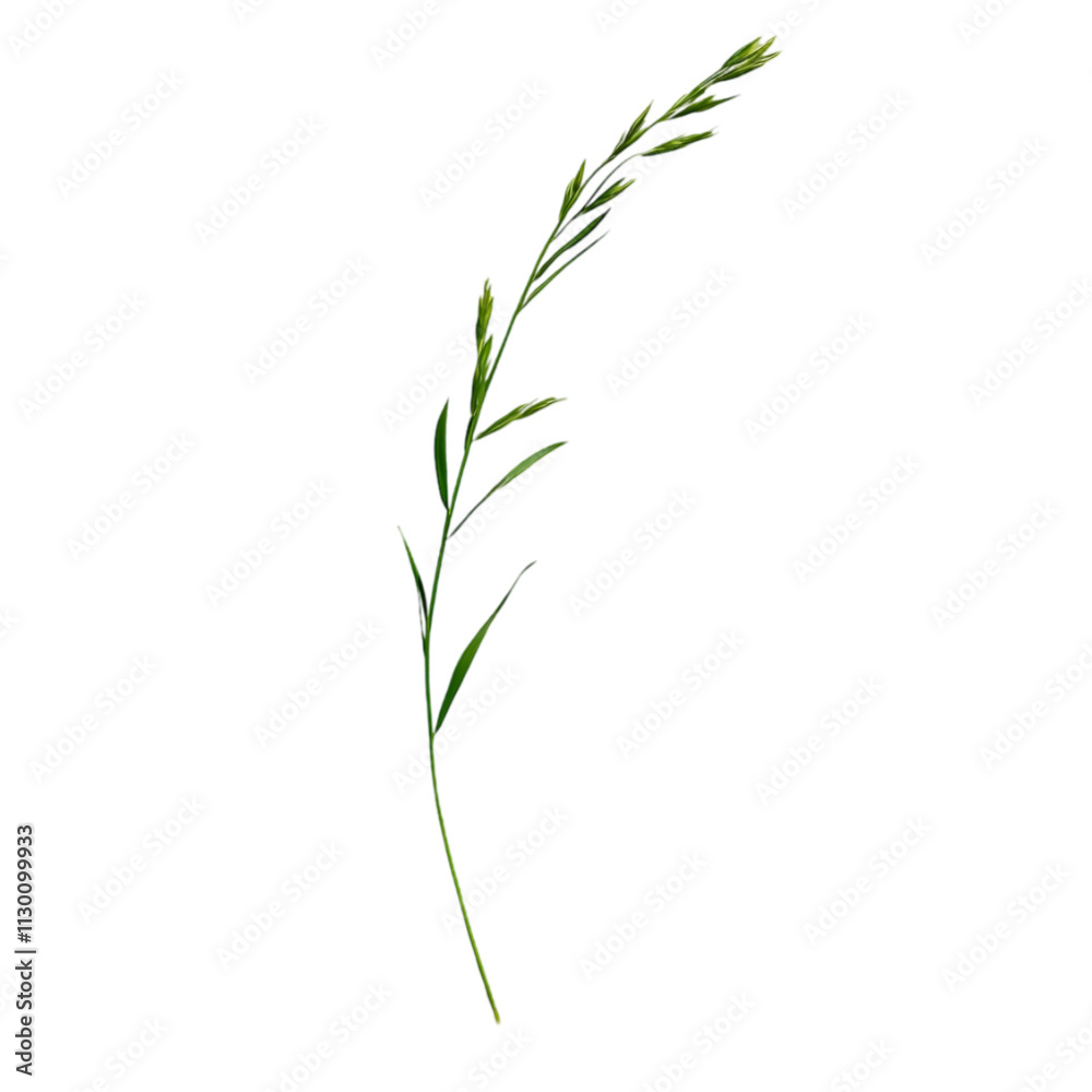 Obraz premium Vibrant Green Single Stem Herb Isolated in Natural Landscape