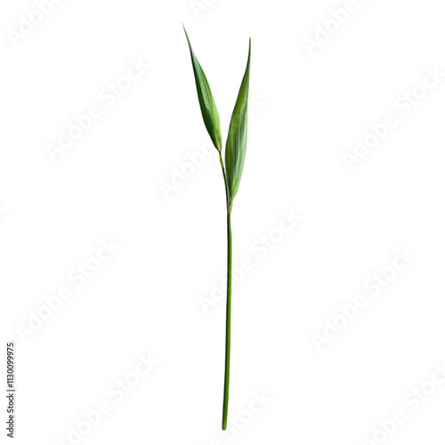 Wallpaper Mural Single Green Leaf Isolated on Simple Background Natural Beauty and Tranquility in Nature Photography Torontodigital.ca