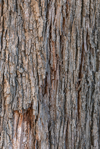 Wallpaper Mural bark of a tree close up	 Torontodigital.ca