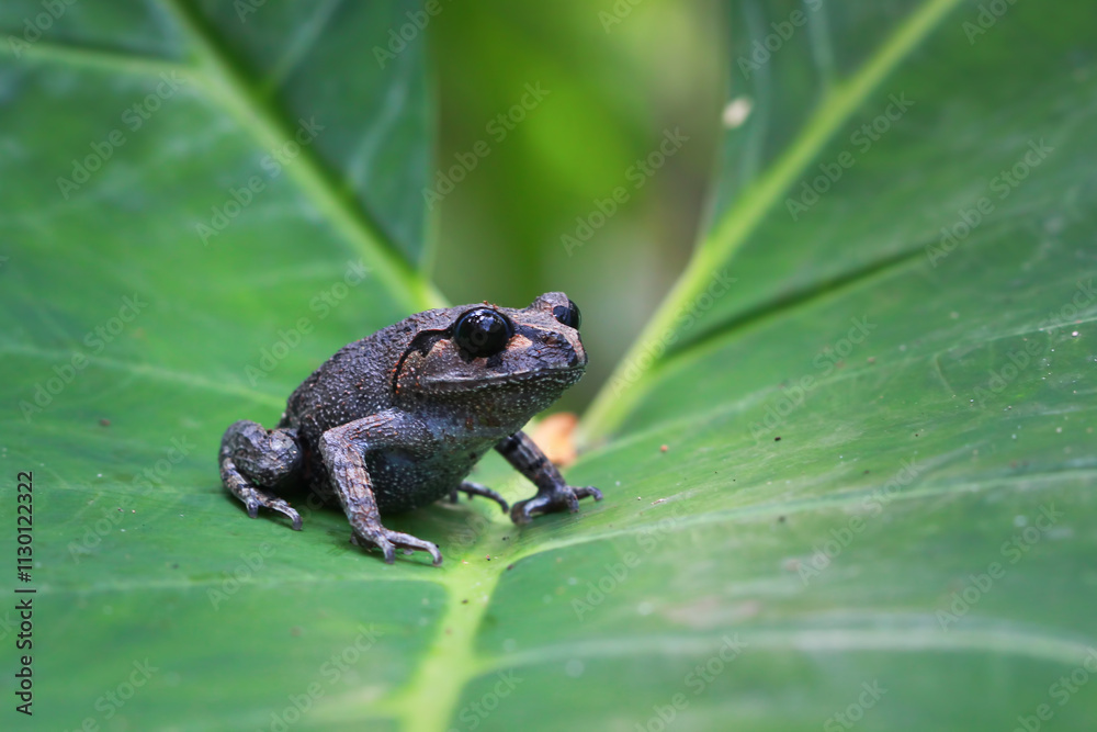 Obraz premium Leptobrachium hasseltii (Hasselt's toad or Java spadefoot toad) on leaves, Hasselt's litter frog Tschudi's frog walking on green moss, Indonesian toad