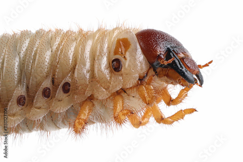 Horn beetle larvae (Oryctes rhinoceros) closeup on isolated background photo