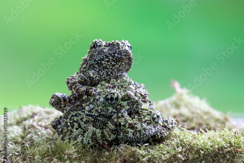 Three Theloderma corticale (Vietnamese mossy frog) juvenile on moss, Moss tree frog camouflage on moss, Mossy tree frog on moss photo