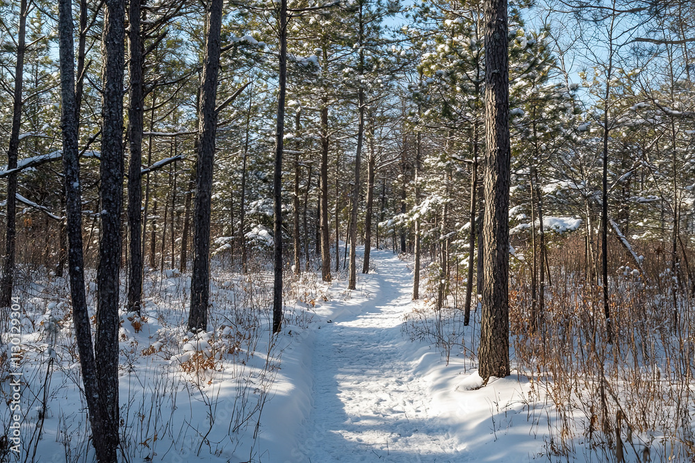 Fototapeta premium Snow-covered pine forest during winter with a path leading through the trees