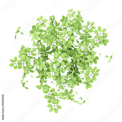 Isolated Cornus Canadensis flower plants on transparent canvas from the top view