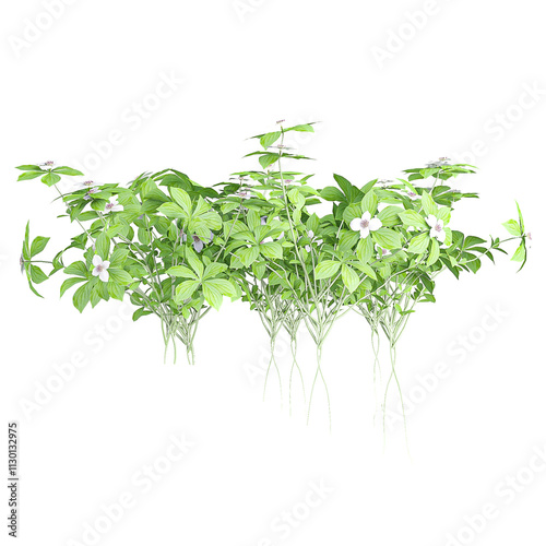 Isolated Cornus Canadensis flower plants on transparent canvas
