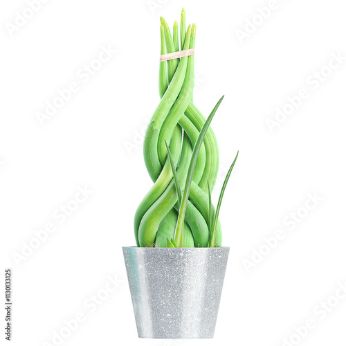 Ornamental home decoraction houseplant in pot isolated on transparent Canvas photo