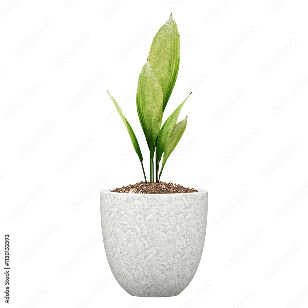 Fototapeta premium 3d illustration of Aspidistra tree in pot isolated on transparent canvas