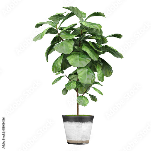 3d Rendering Of Fiddle-leaf fig plant in planter on Transparent Canvas