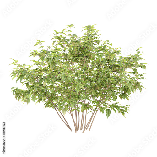 collection of White dogwood tree with realistic style