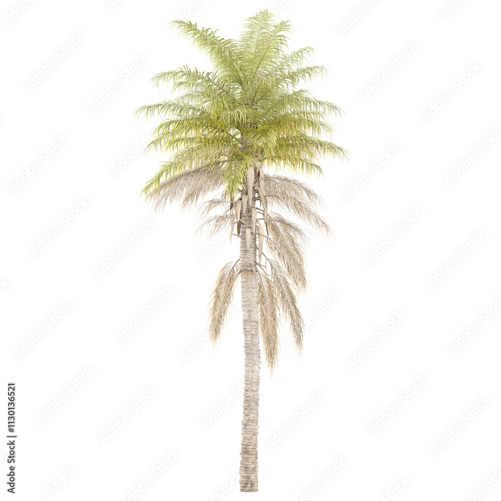 Fototapeta premium 3d illustration of Kentia palm tree isolated on transparent canvas