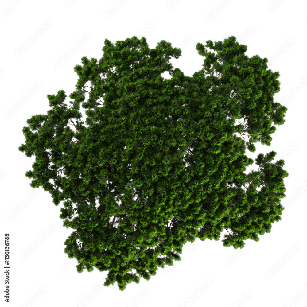 Obraz premium 3d illustration of Stone pine tree isolated on transparent canvas