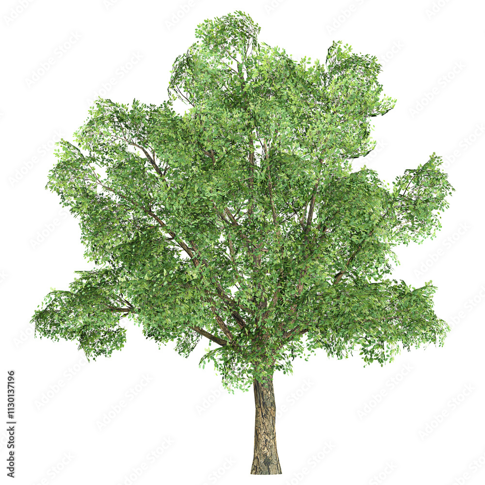Obraz premium 3d rendering of Robur tree isolated on transparent Canvas