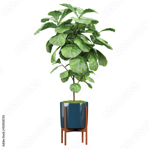 Green beautiful Fiddle-leaf fig plant inh pot isolated on Canvas photo