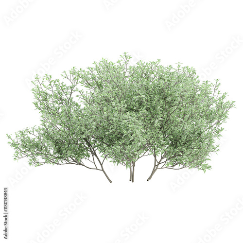 Green beautiful Salix purpurea tree isolated on Canvas