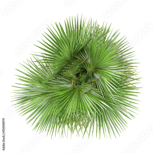 3d rendering of Lodoicea maldivica plant isolated on transparent Canvas from the top view