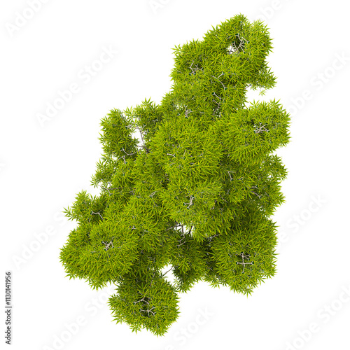 Collection of Asparagus densiflorus plants isolated on transparent Canvas from the top view