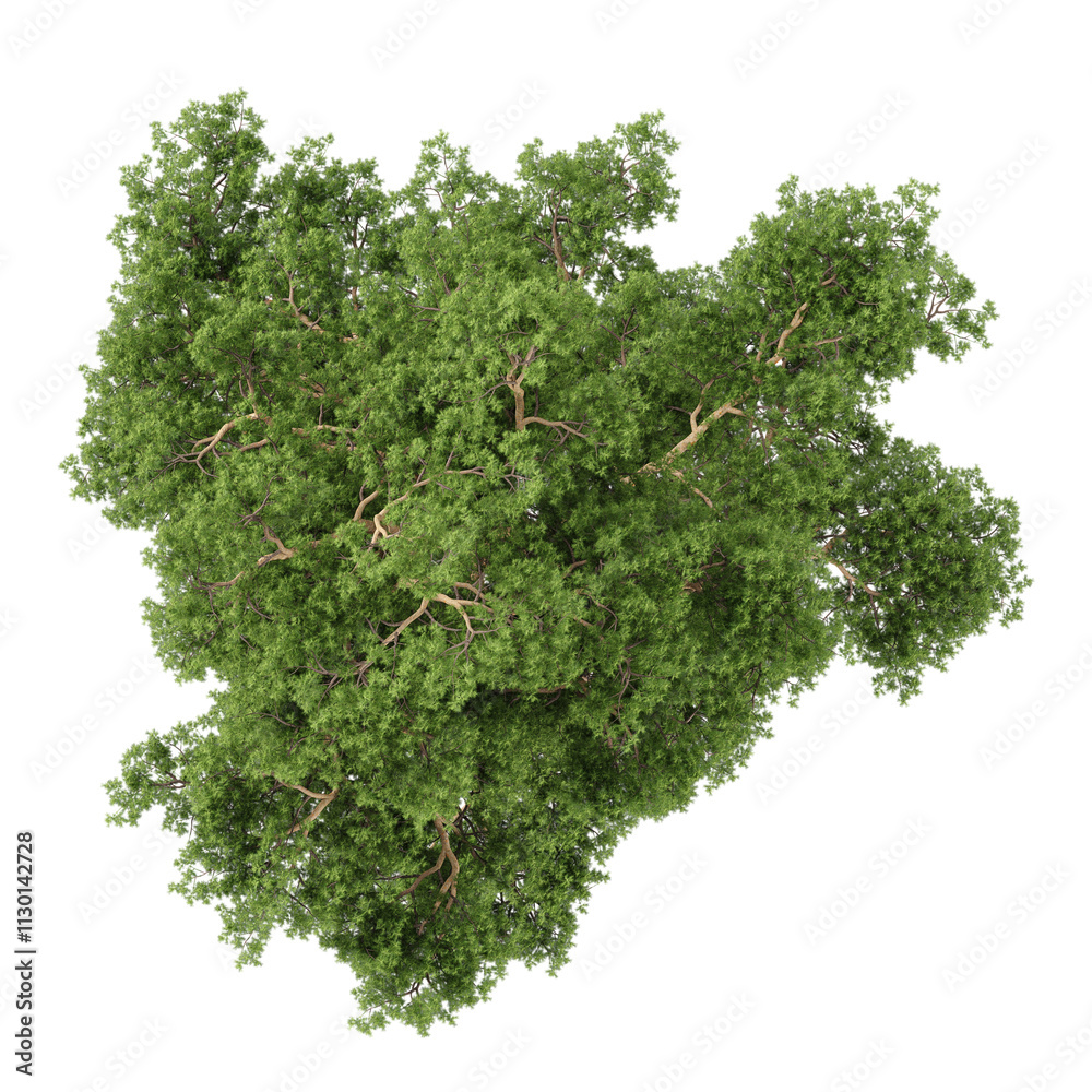 Obraz premium collection of Pinus sylvestris tree with realistic style from top view