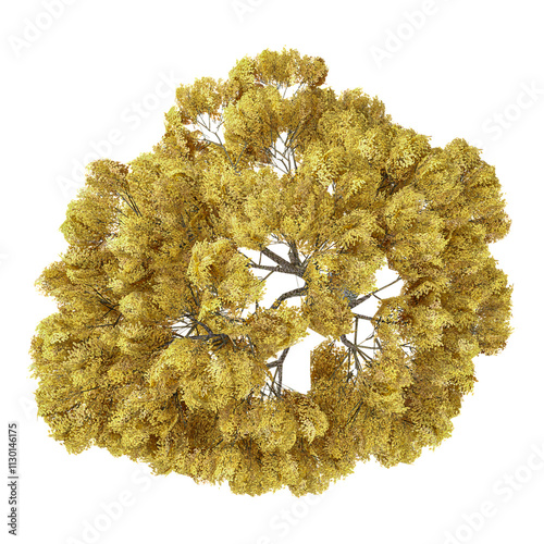 3d rendering of European beech tree isolated on transparent Canvas from the top view