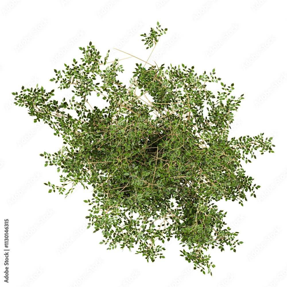 Fototapeta premium 3d Rendering Of Fern plant in white planter on Transparent Canvas from the top view