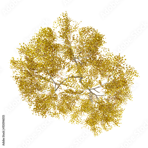 3d rendering of Populus sect. Aigeiros tree isolated on transparent Canvas from the top view photo