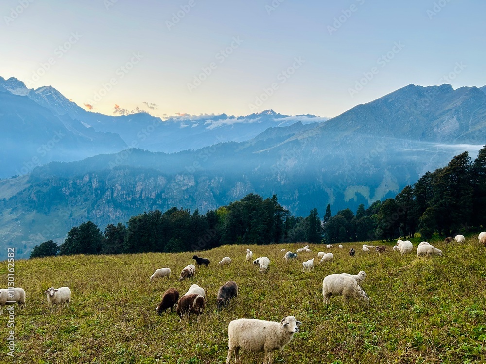 Obraz premium sheep in the mountains