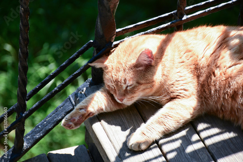 Ginger Tabby Street Cat Sleeping in Sunlight, Istanbul, Turkey