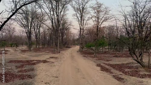 View from a moving safari vehicle in Liwonde National Park. Malawi. photo