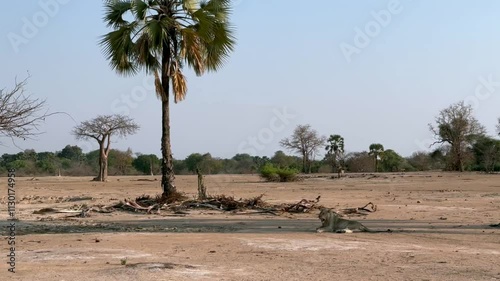 Southern Lion (Panthera leo melanochaita) resting in a shade during the dry season in Liwonde National Park, Malawi. photo