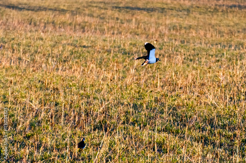 Wallpaper Mural The northern lapwing (Vanellus vanellus) in flight over a golden field. A bird flying gracefully, serene mood, low-angle view, captured mid-flight, rural field, concept of freedom and connection to na Torontodigital.ca