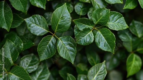 Wallpaper Mural Close-up of vibrant green rose leaves with selective focus showcasing their lush texture and intricate details in natural light. Torontodigital.ca