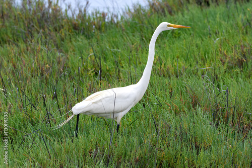 Great Egret (Ardea Alba), waslking through the tall grass in wetlands near Huntington Beach, California. Blue water in the background. 
