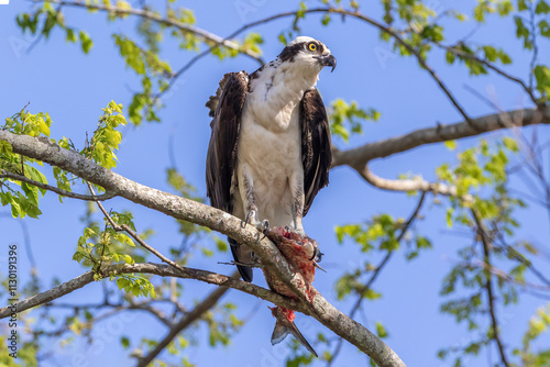 Osprey (Pandion haliaetus) perched on a tree branch, holding a partially eaten fish in its talons. Looking to the side. Blue sky above. At Lake Apopka, Florida. 
