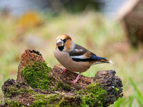 Obraz na płótnie Kernbeißer (Coccothraustes