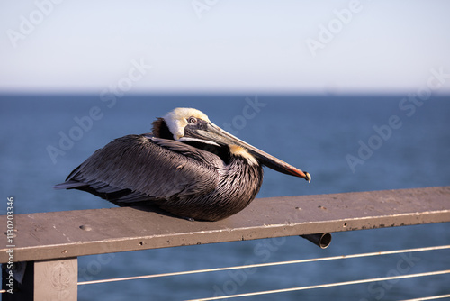 California Brown Pelican resting on mocha colored railing